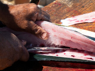 Mahi Mahi / Dorado fish on fisherman cleaning table baja california sur mexico