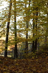 Autumn forest landscape, colors of autumn, beautiful autumn tress, fall view, natural autumn forest background.