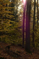 Autumn forest landscape, colors of autumn, beautiful autumn tress, fall view, natural autumn forest background.