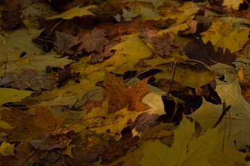 Autumn leaves background, dry colorful autumn leaves carpet, leaves fallen from trees in forest, yellow and golden leaves, autumn forest background, bokeh, selective focus.
