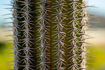 mexican cactus thorns detail baja california sur