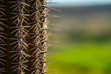 mexican cactus thorns detail baja california sur