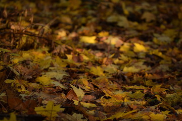 Autumn leaves background, dry colorful autumn leaves carpet, leaves fallen from trees in forest, yellow and golden leaves, autumn forest background, bokeh, selective focus.