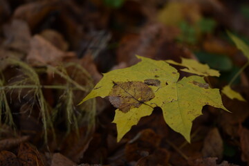 Autumn leaves closeup on bokeh forest background, autumn trees in colors, colors of autumn, selective focus, fall background.