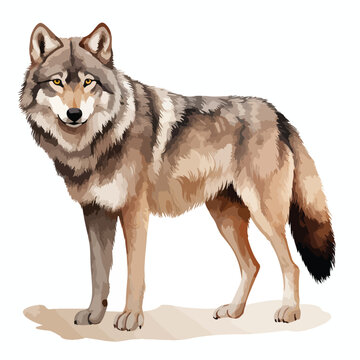 Wolf Clipart isolated on white background
