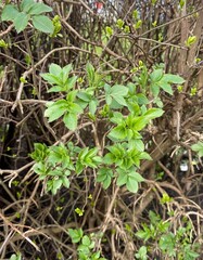 plants growing in the garden