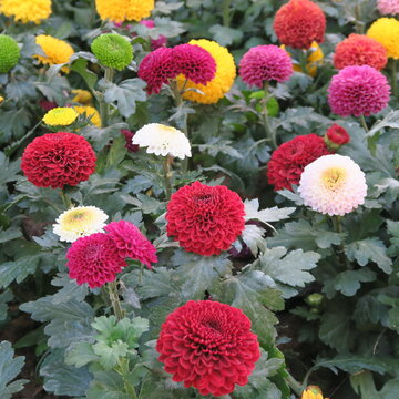 lots of small colorful flowers of the dalia plant