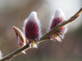 Pussy Willow
