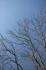 Bare tree branches reaching towards clear blue sky.