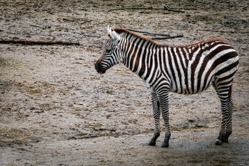 young zebra standing in the sand - 762261396
