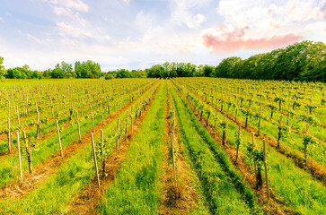 amazing green vinery landscape with grape farm , the grapevine with young summer rows of grape...