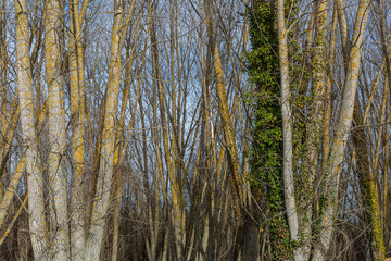 Dense forest of poplars and ivy climbing plants. Hedera helix. Invasive species.