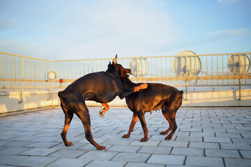 Two beautiful brown Doberman pinscher playing with each other on the roof