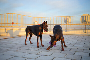 Two beautiful brown Doberman playing with stick on the roof