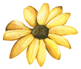 Watercolor painting of wildflower. - 762265351
