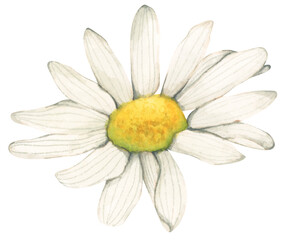 Watercolor painting of wildflower. - 762265357