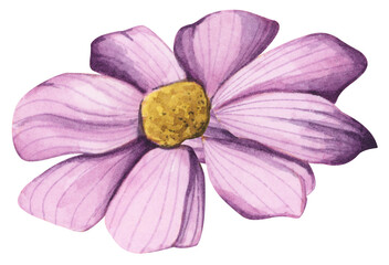 Watercolor painting of wildflower. - 762265366