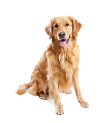 Golden retriever dog sitting, isolated on transparent background 