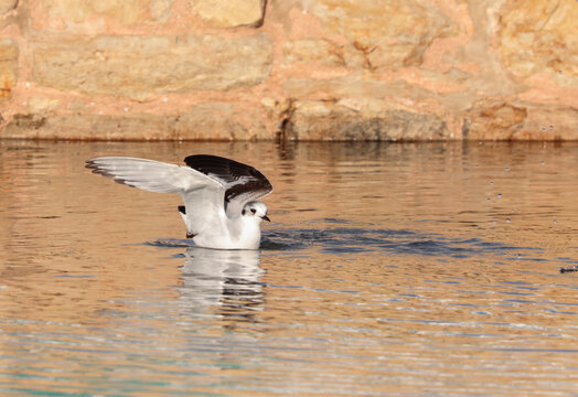 Juvenile Little gull Hydrocoloeus minutus, Malta