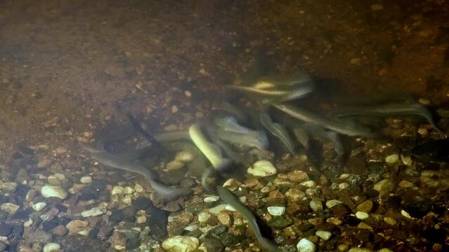 River lamprey, Lampetra fluviatilis, in a shallow river. Rare of lampreys preparing the place for spawning. Many lampreys are spawning. Spring in nature. 4k ProRes footage.