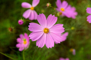 Close-up of the cosmos flower