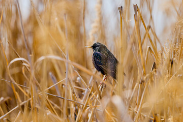 (Sturnus vulgaris) on a reed looking for food.