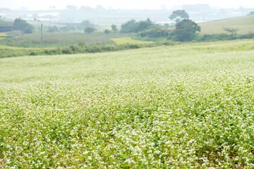 field of buckwheat flowers