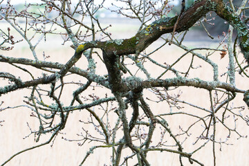 Arbres dans la nature en Bretagne