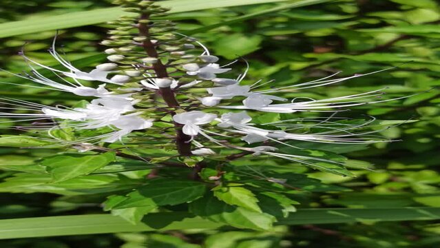 kidney tea plants or java tea