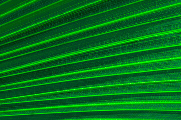 green palm leaf close up, natural bio background for flora concept and design. textured plant leaf macro with rows and lines