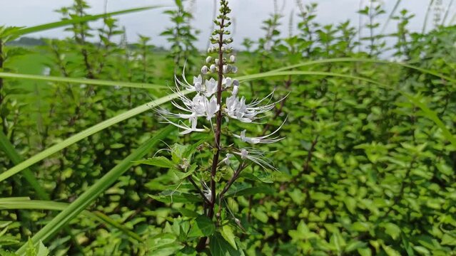 kidney tea plants or java tea