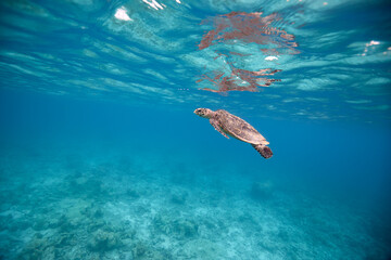Naklejka na ściany i meble Hawksbill turtle swimming in blue lagoon