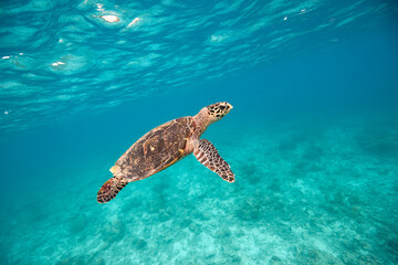 Hawksbill turtle swimming in blue lagoon