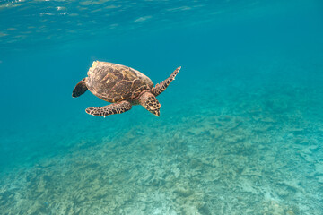 Obraz na płótnie Canvas Hawksbill turtle swimming in blue lagoon