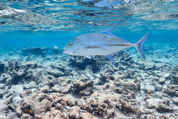 Fototapeta premium Caranx melampygus Bluefin trevally swimming in blue ocean.