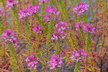 Obraz premium Closeup of Cleome houtteana, commonly known as spider flower, spider plant, pink queen, or grandfather's whiskers, is a species of flowering plant in the genus Cleome of the family Cleomaceae.