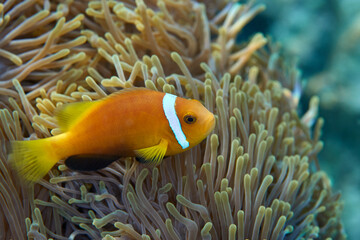 Clownfish Ocellaris symbiotic mutualism with anemone sea
