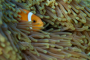 Clownfish Ocellaris symbiotic mutualism with anemone sea