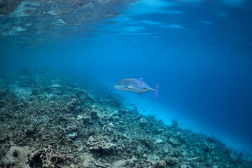 Caranx melampygus Bluefin trevally swimming in blue ocean.
