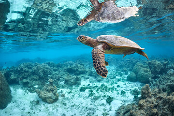 Hawksbill turtle swimming in blue lagoon