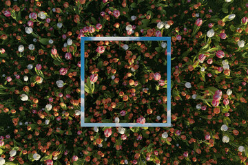 3d rendering of square mirror reflecting blue sky. Surrounded by white colorful tulips. Flat lay of nature style concept