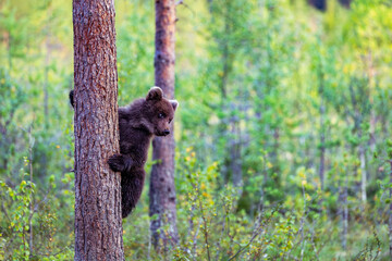 brown bear cub
