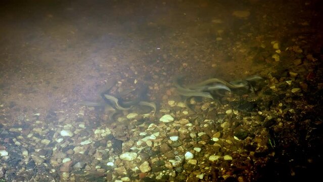 River lamprey, Lampetra fluviatilis, in a shallow river. Rare underwater footage of lampreys preparing the place for spawning. Spawning River lamprey. 4k ProRes footage.