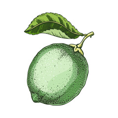 Lime fruit sketch in color. Citrus fruit hand-drawn vector illustration. Exotic plant drawing in watercolor style. Botanical design element. NOT AI-generated - 762275375