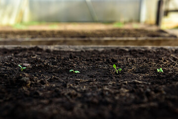 Young radish sprouts growing in the soil of greenhouse.