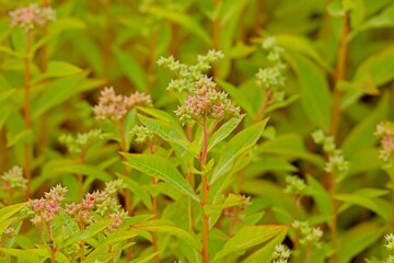 Closeup of penthorum sedoides, known by the common name ditch stonecrop, is a perennial forb native to the eastern United States and Canada which produces small white flowers.