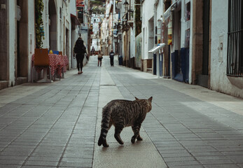 A steet cat inthe foreground of a quiet Spanish coastal town.