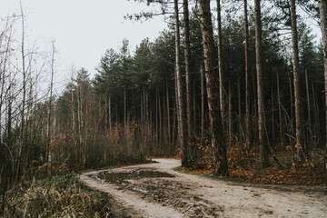 Winding road in the woods