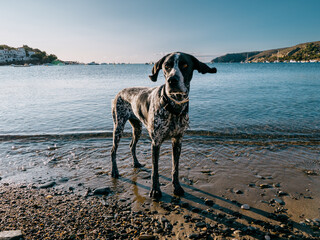 Happy dog on a beach in Cadaques, Catalonia