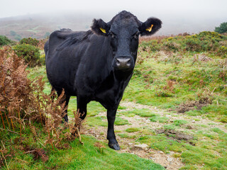Large black cow on moorland in Devon looking at camera